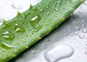 بهترین روش استفاده از آلوئه ورا برای پوست و مو