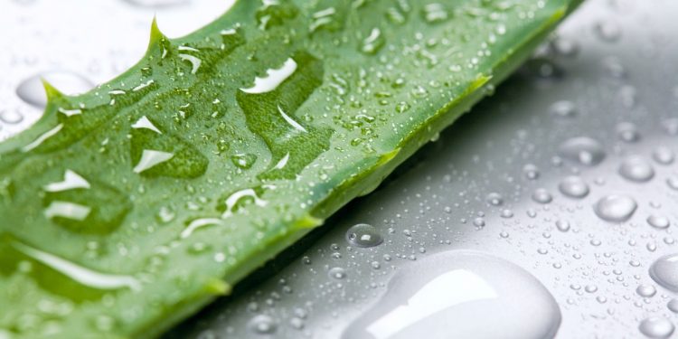 بهترین روش استفاده از آلوئه ورا برای پوست و مو